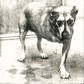 Alice in Chains 1995